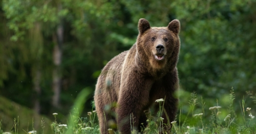 Unul dintre cei mai cunoscuți vânători din Transilvania