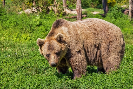 Ce să faci dacă te întâlnești cu ursul la munte? Recomandări ale Salvamont România