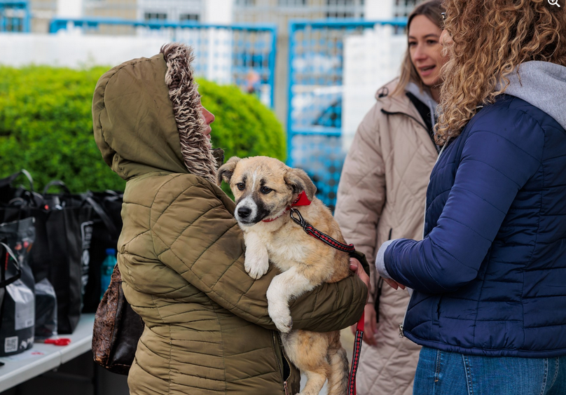 Adoptă un câine Sute de patrupezi din Cluj Napoca în așteptarea unei