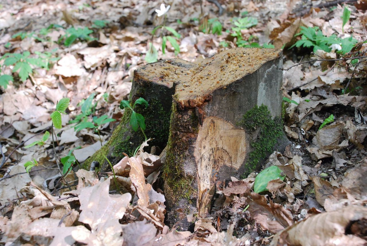 Defrisări în pădurea Hoia din Cluj