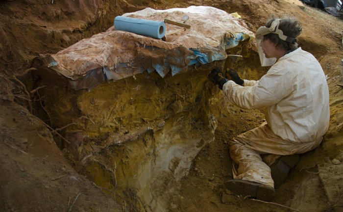 Şantier arheologic cu fosile