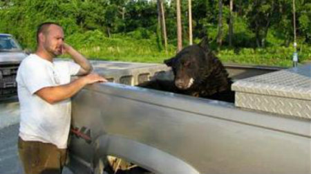 Un bărbat a salvat de la înec un urs negru de aproape 200 de kg