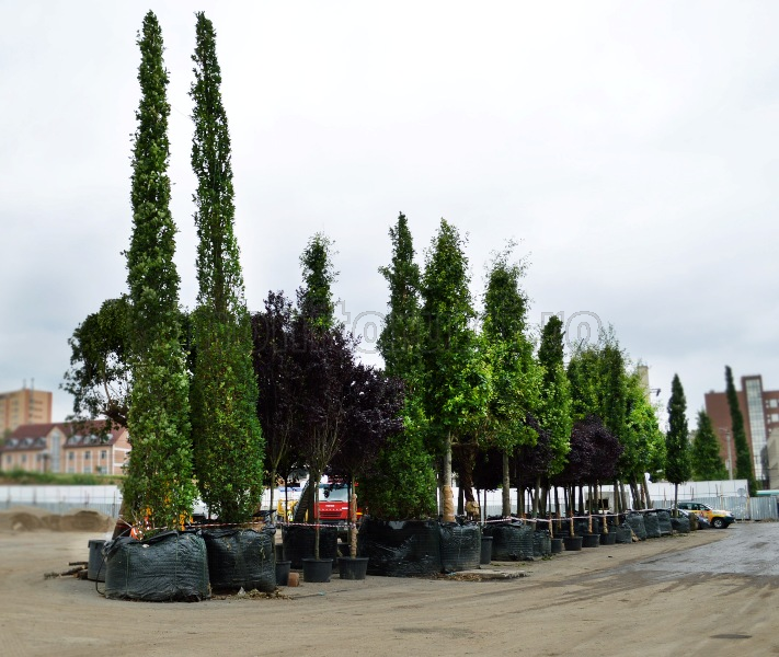 Arbori pentru parcul din Gheorgheni