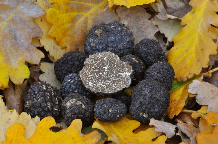 Cultivarea ciupercii-caviar „pleacă” de lângă Cluj