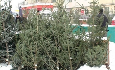 Peste 700 de brazi de Crăciun și sute de metri cubi de lemn, confiscați de polițiști, confiscați de polițiști