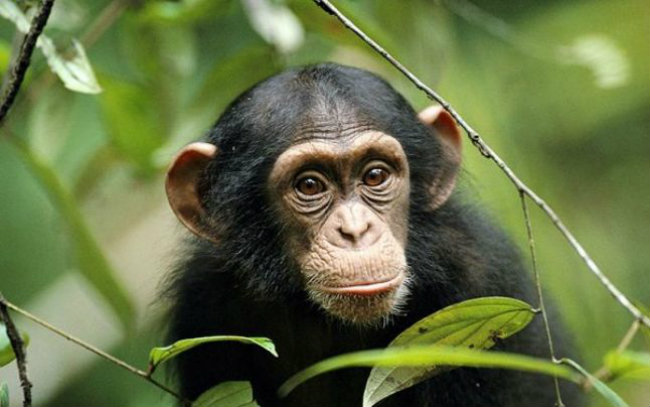 Cimpanezii ar putea avea acelaşi drepturi ca şi oamenii!