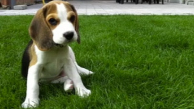 Louie, catelul Beagle