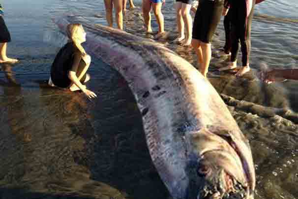 Peștele gigant descoperit în octombrie pe aceeași coastă americană