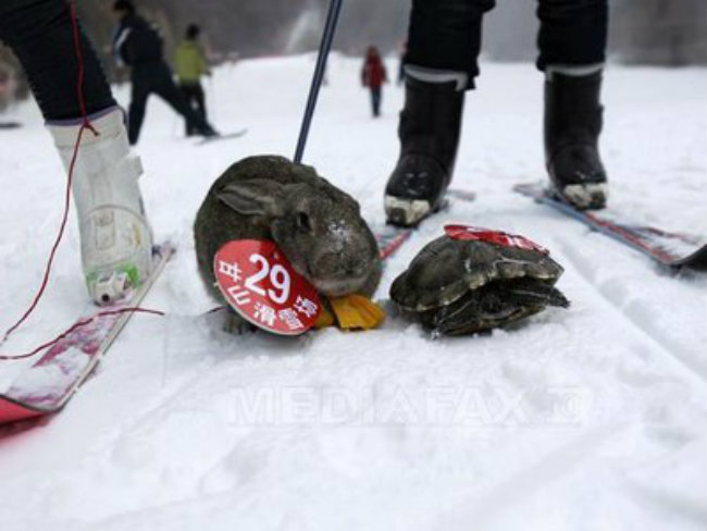  Cursă de schi pentru animale. Foto: Mediafax