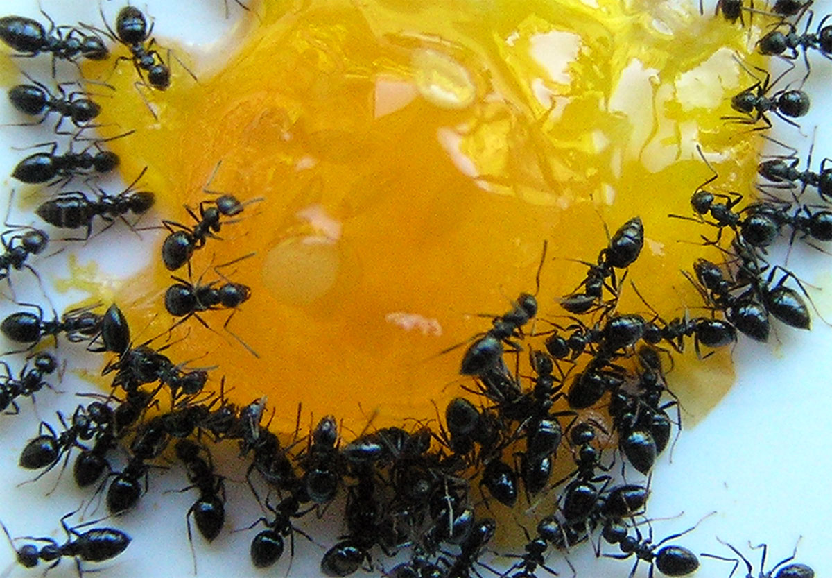 NASA a trimis 800 de furnici în spaţiul cosmic