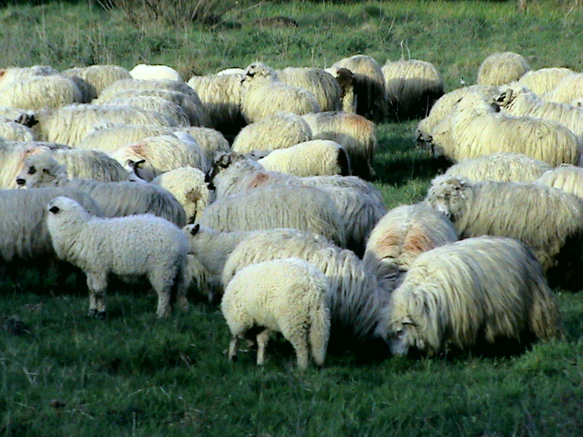 100.000 de oi din Cluj pleacă spre China