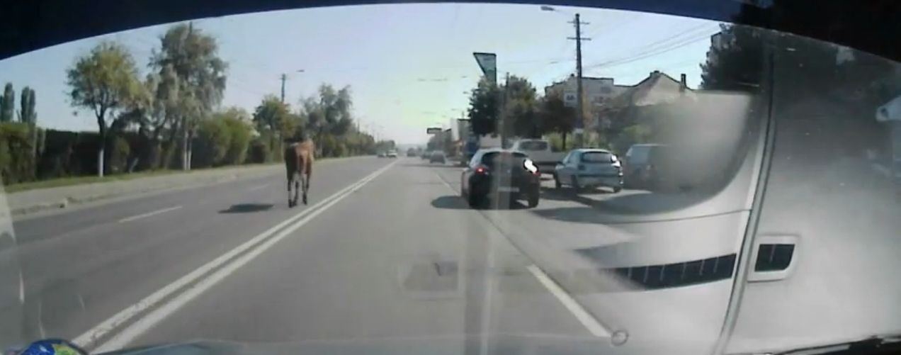 Un cal, la plimbare pe mijlocul străzii Aurel Vlaicu