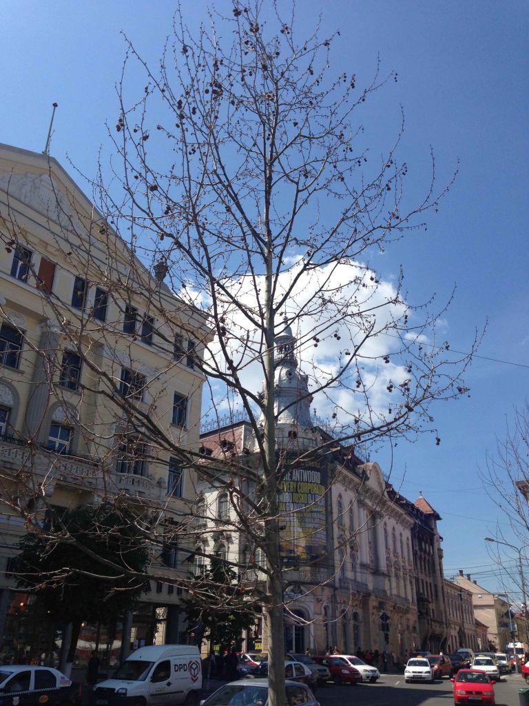 Copaci uscati pe Eroilor si in Piata Unirii