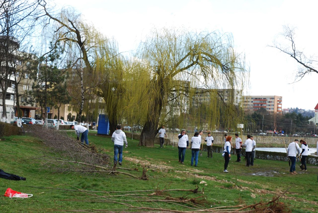 Plantare copaci Cluj-Napoca