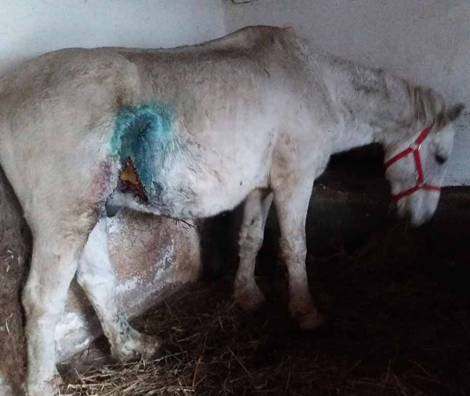 Calul Apple, salvat de la moarte de o asociație din Cristian, județul Sibiu