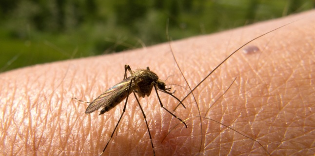 De ce sunt periculoşi ţânţarii. În fiecare an ucid peste 750.000 de oameni 