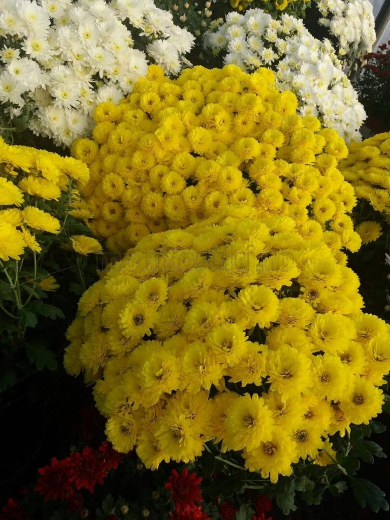 Afacerile cu flori au dispărut aproape total la un moment din Cluj. Un cuplu de tineri întreprinzători s-a încăpățânat să demonstreze lumii că florile sunt o afacere profitabilă