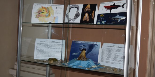 Secţia de Ştiinţele Naturii a Muzeului Judeţean Mureş, în cadrul proiectului "Exponatul lunii".
