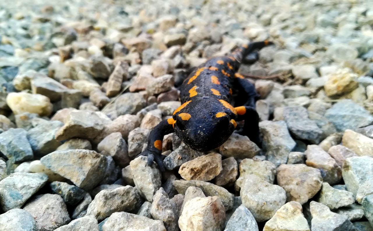 Salamandra. Photo: Victor Hegedus