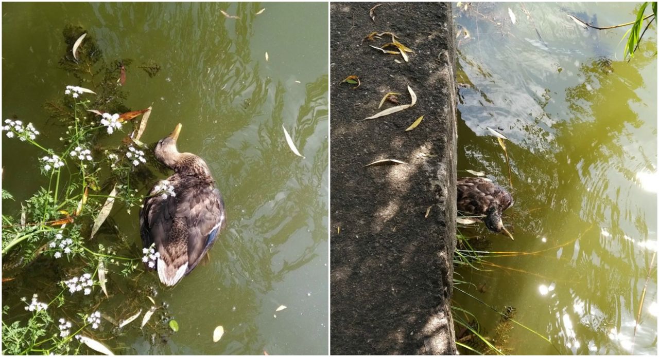 Zeci de rațe găsite moarte la Lacul Gheorgheni!