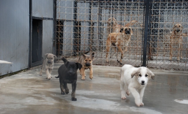 Vrei să adopți un cățel? Ziua porților deschise la Centrul de întreținere și adăpost câini fără stăpân