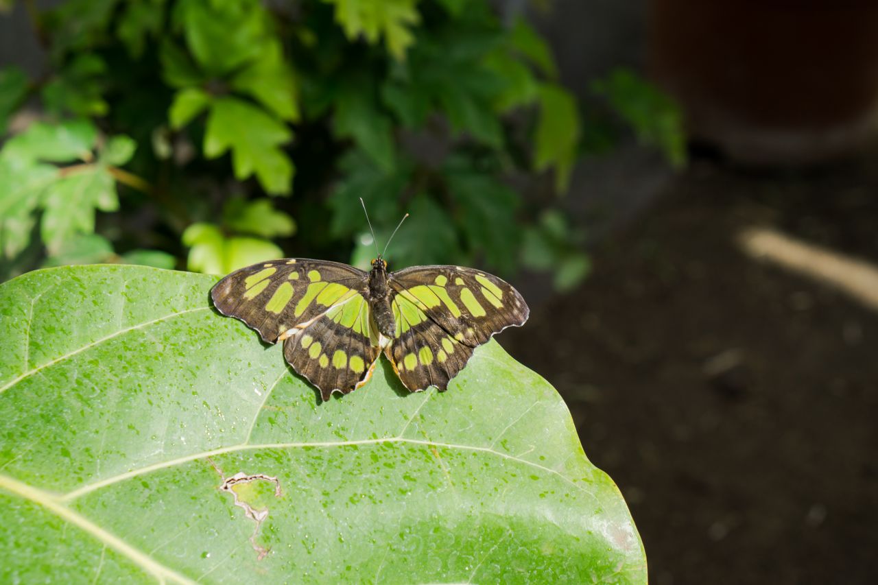 Siproeta stelenes sau malachite este un fluture neotropical. Aripile lui sunt mari, negre și galben-verzui strălucitoare. Este numit după numele mineralului, și anume malachit, care are o culoare similară cu verdele strălucitor de pe aripile fluturelui. 