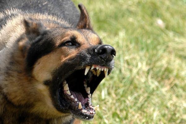 Interzicerea accesului câinilor agresivi în spații publice fără botniță și lesă, CONSTITUȚIONALĂ