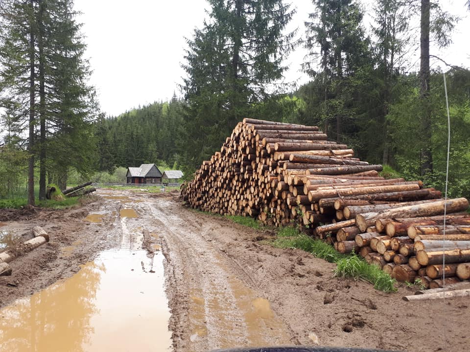 Garda Forestieră Cluj: 5.700 de copaci tăiați ilegal. S-a încercat blocarea controalelor!, sursă foto: arhivă