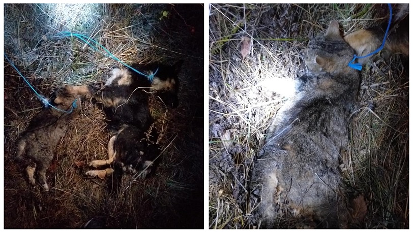 REVOLTĂTOR Imagini ȘOCANTE la Feleacu! Animale brutalizate cu lațul, chinuite până la moarte