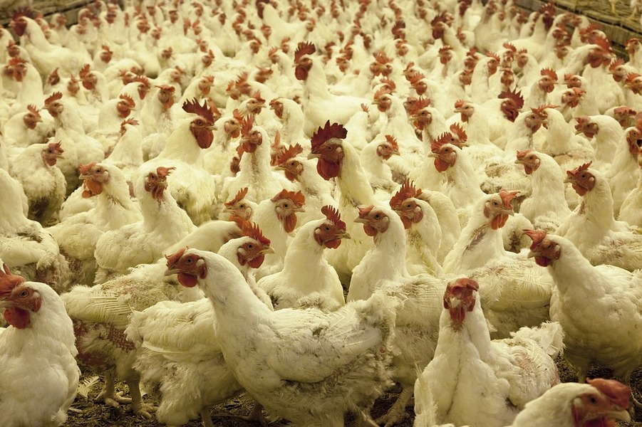 Mii de păsări afectate de virusul gripei aviare: „Rugăm populația să nu intre în panică!”, sursă foto: hotnews.ro