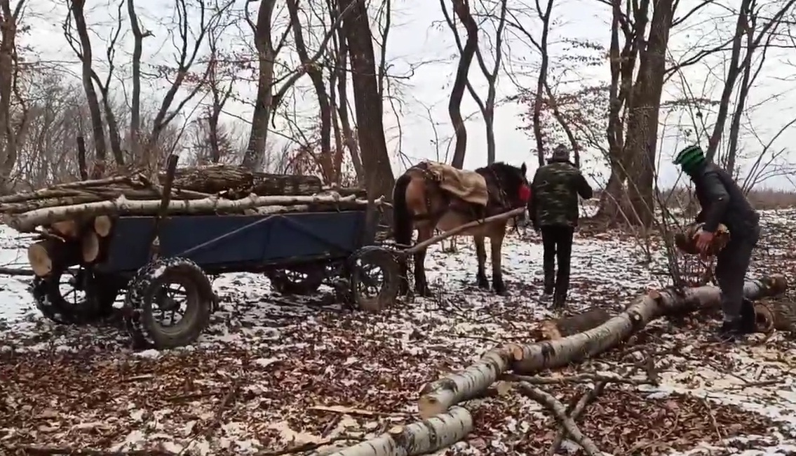 Hoți de lemne, prinși în flagrant de clujeanul care se pregătește de cursa vieții?, sursă foto: Facebook Vlad Crișan Pop