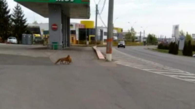 Un echipaj de poliție a surprins o vulpe care furase o găină traversând neregulamentar strada. Captură video directmm.ro