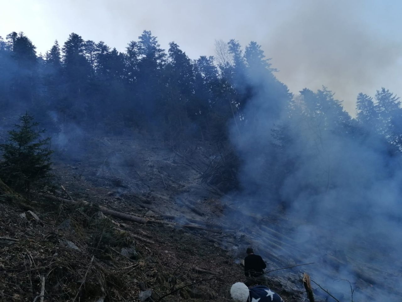 Incendiu de de pădure într-o localitate din Cluj. Intervenția pompierilor a durat cinci ore