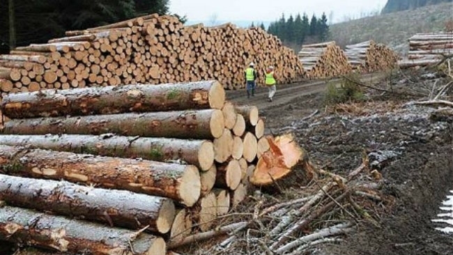 Exportul de buștean, INTERZIS pentru UN DECENIU. „Jaful pădurilor trebuia oprit cu orice preț!”