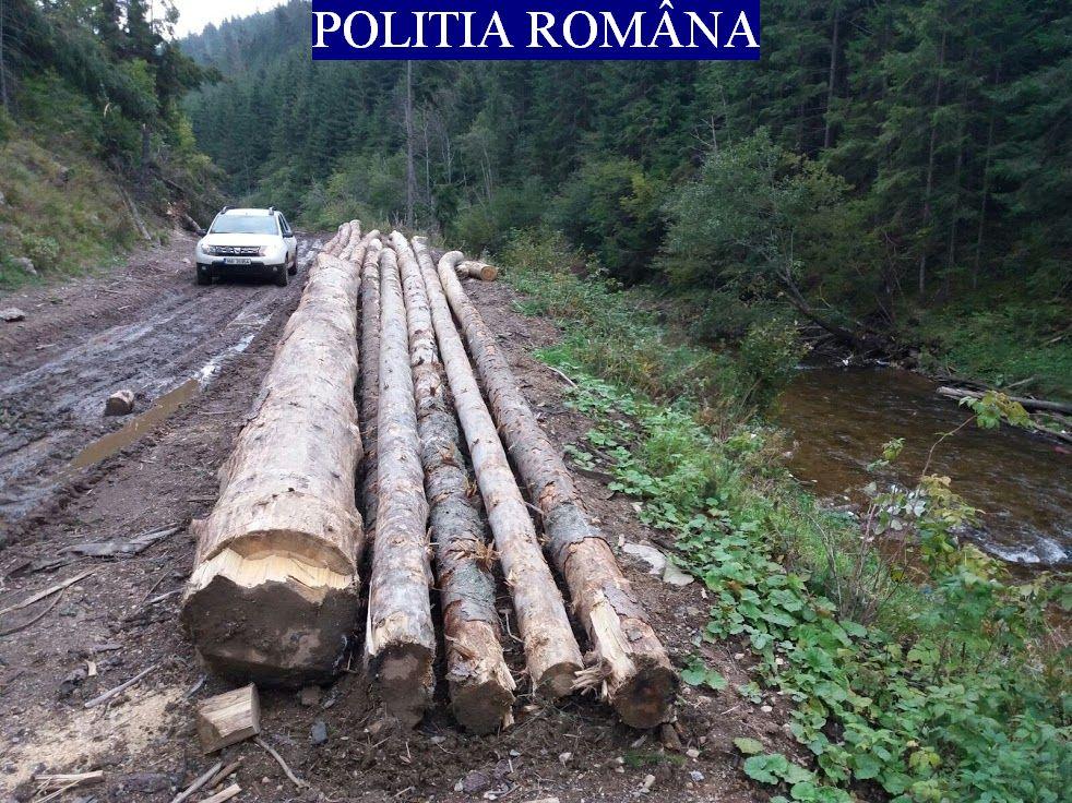 Ministrul Mediului vrea confiscarea camioanelor care transportă ilegal lemn