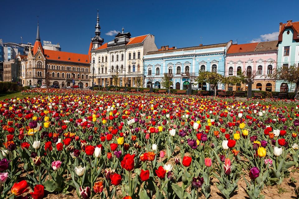 A venit Olanda în Transilvania, Clujul este capitala lalelelor! „Le admirăm din carantină!”, oftează clujenii. FOTO, sursă foto: Facebook Emil Boc
