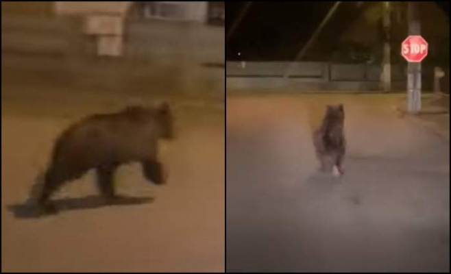 Ce s-a întâmplat cu ursul care a fost văzut în Câmpia Turzii? Răspunsul autorităților