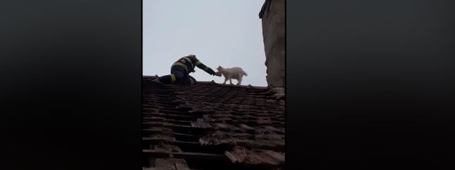 Pompierii au salvat un ied de pe un acoperiș