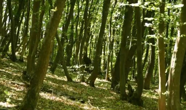 20 de hectare de pădure vor fi „rase” de Centura Metropolitană în Făget. Ce soluții sunt?