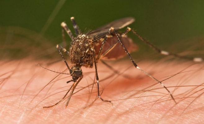COVID-19, transmis de țânțari? Ce arată un studiu realizat recent