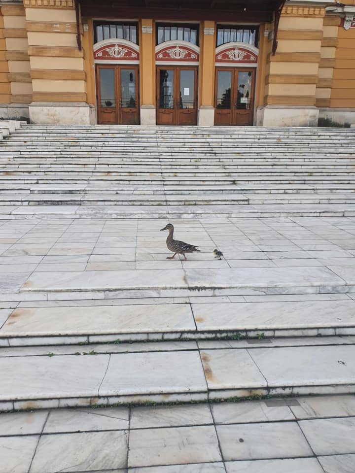 O rață și un boboc au fost surprinse pe scările Teatrului Național din Cluj