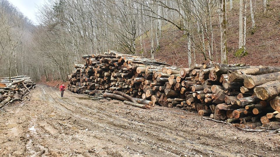 Liber la „măcel” în păduri? Avertisment de la Cluj: Deputații ar putea elimina prevederile legate de protejarea pădurilor din parcurile naționale, adoptate în Senat