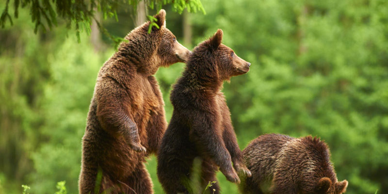 Statul oferă 400 de euro clujenilor din zonele invadate de urși