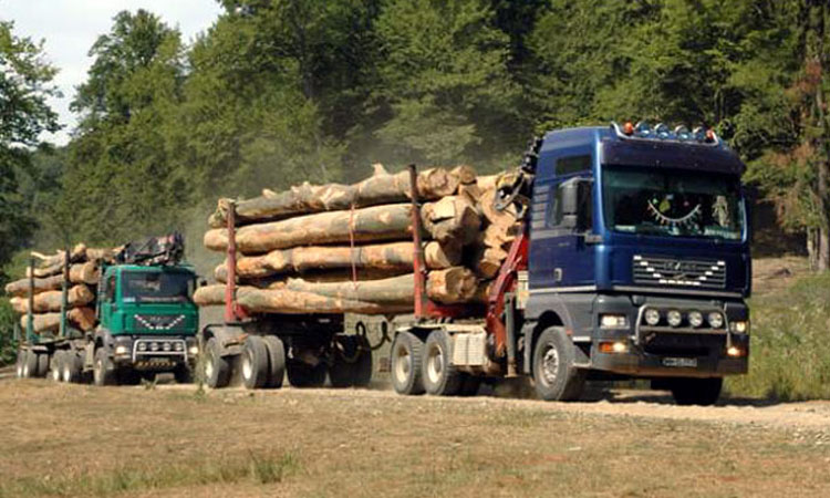 Dispar pădurile Clujului! Zeci de dosare penale pentru tăieri ilegale
