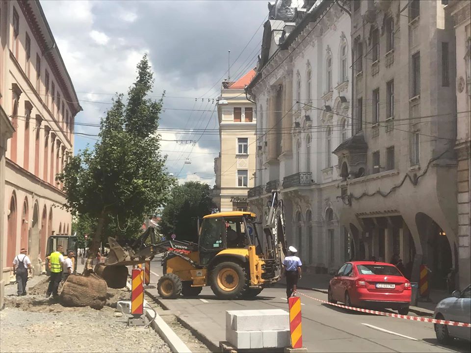 Se iau noi măsuri pentru protejarea arborilor de pe strada Napoc