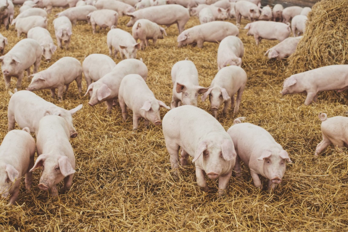 Pesta porcină afectează România! Clujul pe lista județelor în care s-au înregistrat infectări