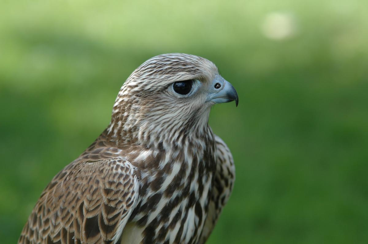 Falconeria, vânătoarea cu păsări de pradă pe cale de dispariție, s-ar putea legaliza în România