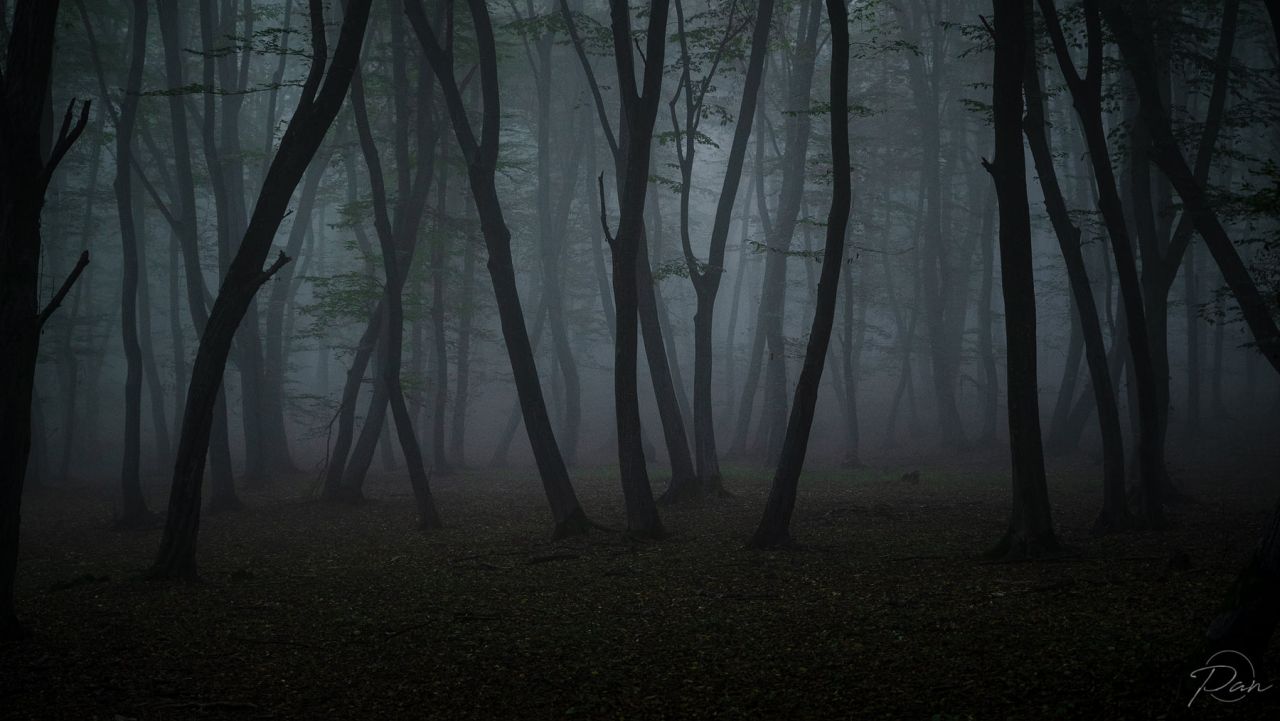 Fotografii înfricoșătoare cu Pădurea Hoia-Baciu! Toamna îi aduce o imagine mai întunecată 