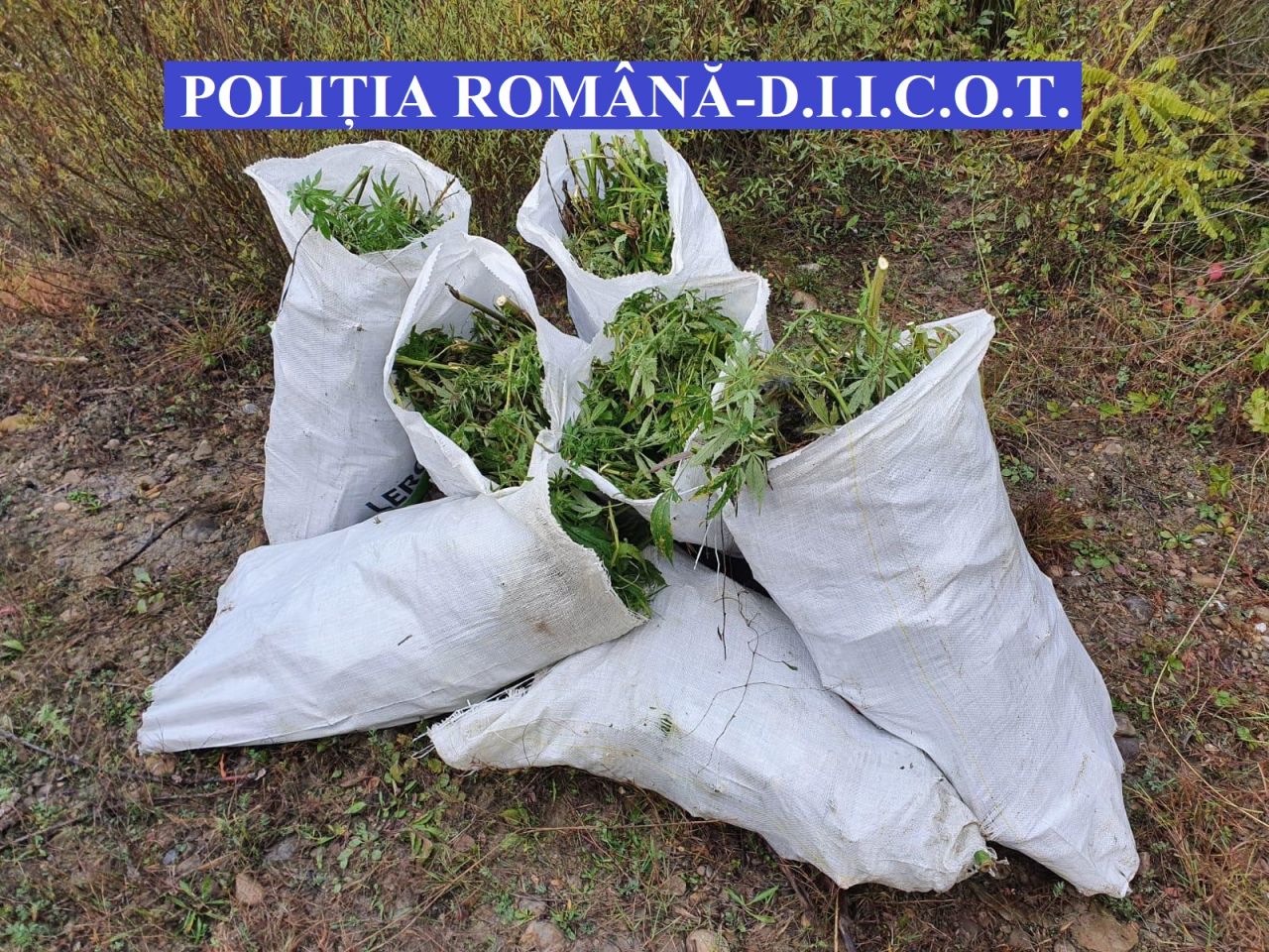 Captură impresionantă de droguri a DIICOT Cluj. Peste 140 de kilograme de cannabis au fost confiscate - VIDEO