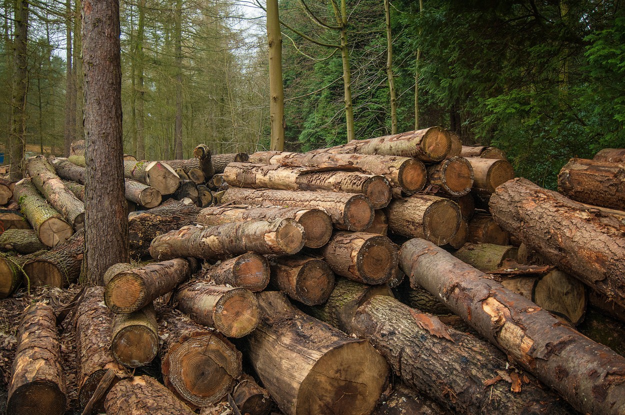 Hoț de lemne, prins în urma unor tăieri ilegale, condamnat la 4 ani de ÎNCHISOARE! Se face dreptate pentru pădurile Clujului?